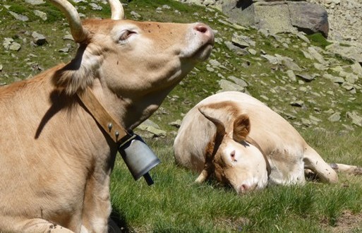 premières rencontres des fromagers fermiers pyrénées