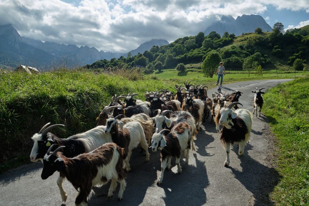 Transhumance