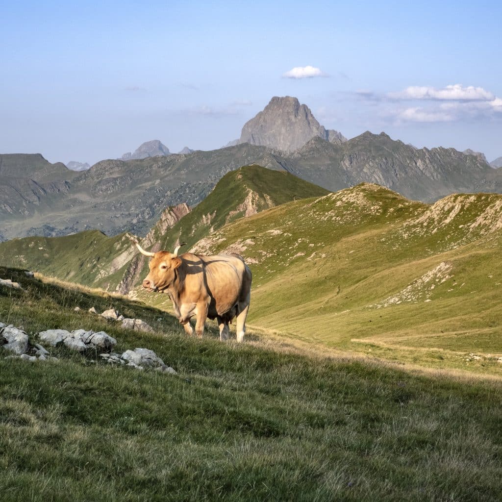 Pastoralisme élevage extensif