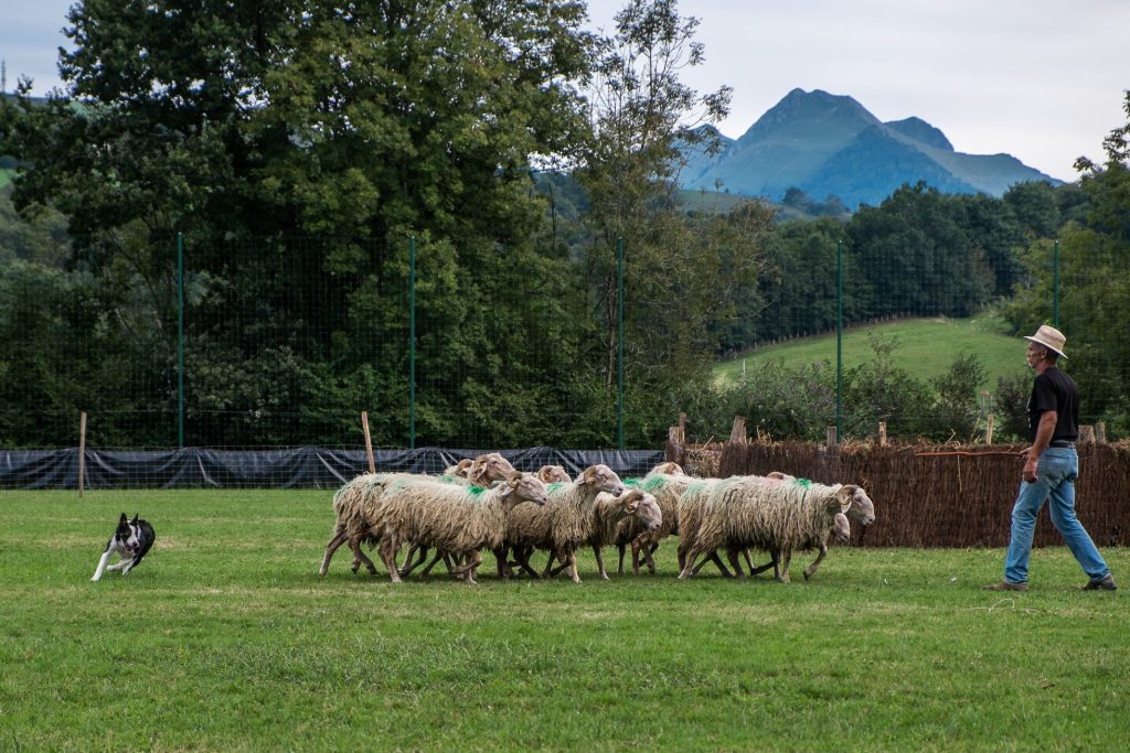 Fête des bergers Aramits