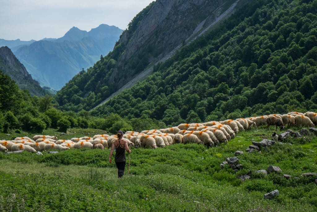 Pastoralisme et transhumance