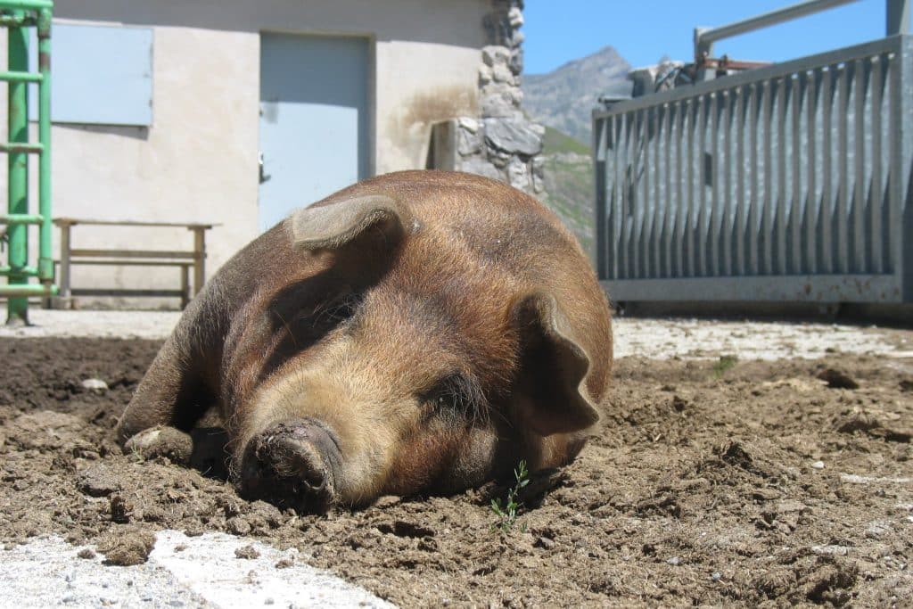 Viande porcine