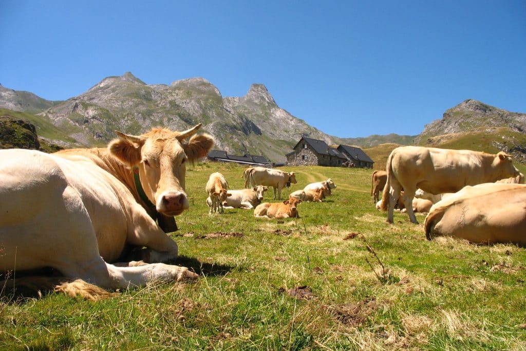 viande bovine