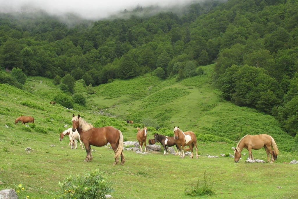 Viande de cheval