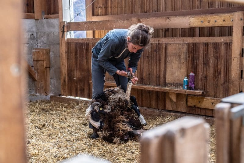 visite ferme caprices de lescun