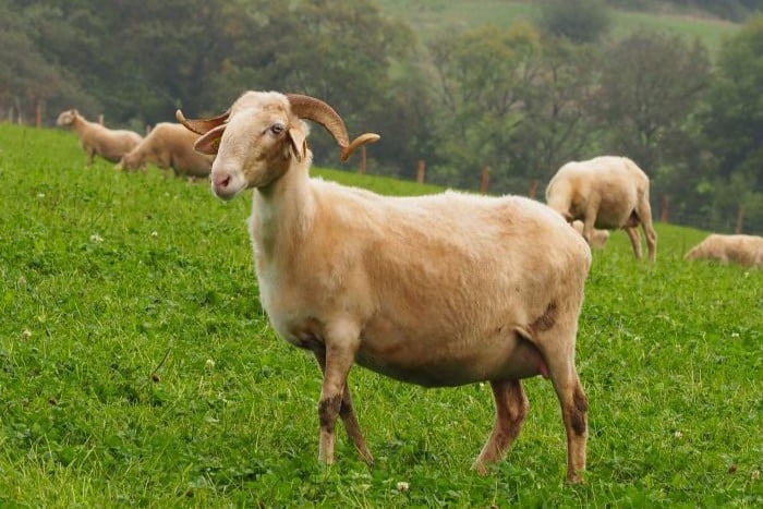 visite ferme guédot rébénacq