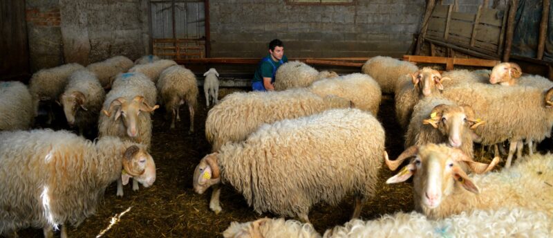 ferme salies salet ossau iraty