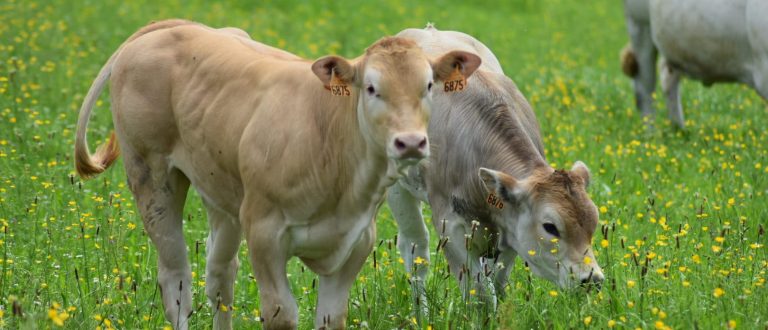 ferme baylines viande boeuf