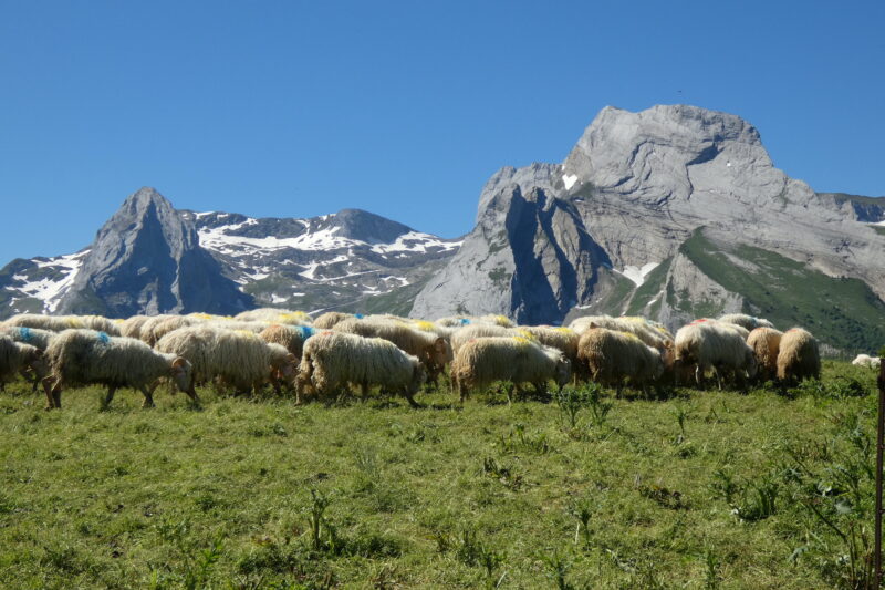 baylocq fromage pyrénées gers