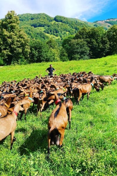 ferme lanset élevage chèvres