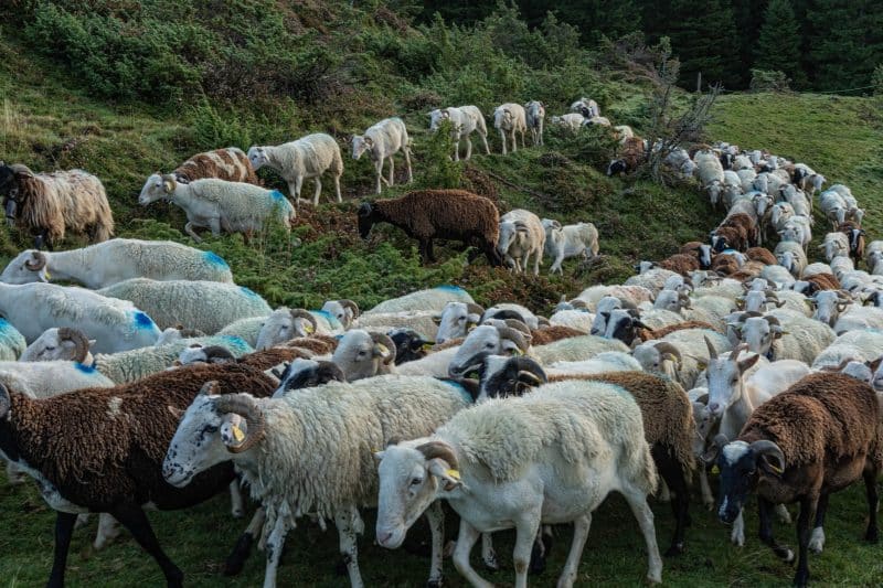 pommies éleveur brebis