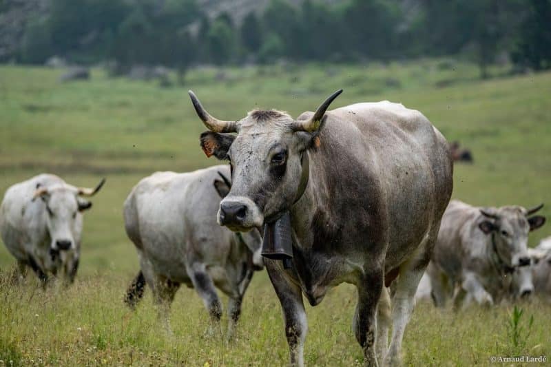 ferme maria blanca viande boeuf