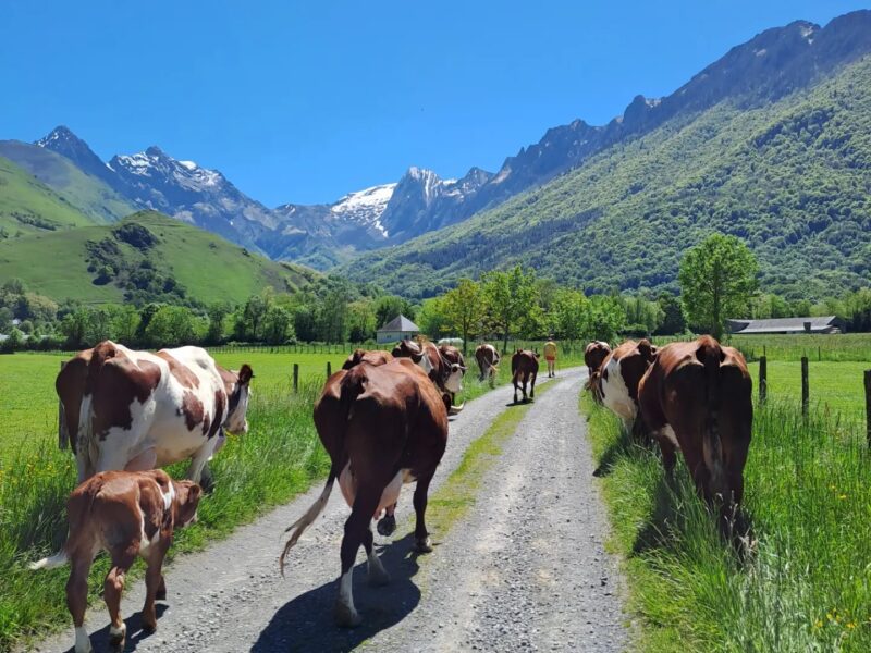 ossiniri viande boeuf veau