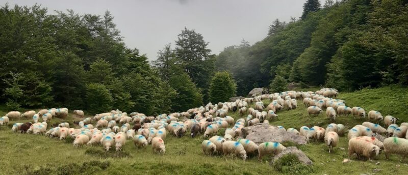 ferme ossiniri fromage viande