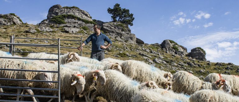 haritchabalet eleveur brebis barétous