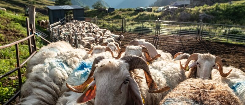 ferme larraillet oloron