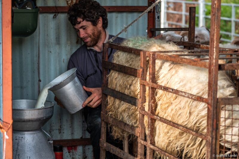 larraillet producteur fromage brebis