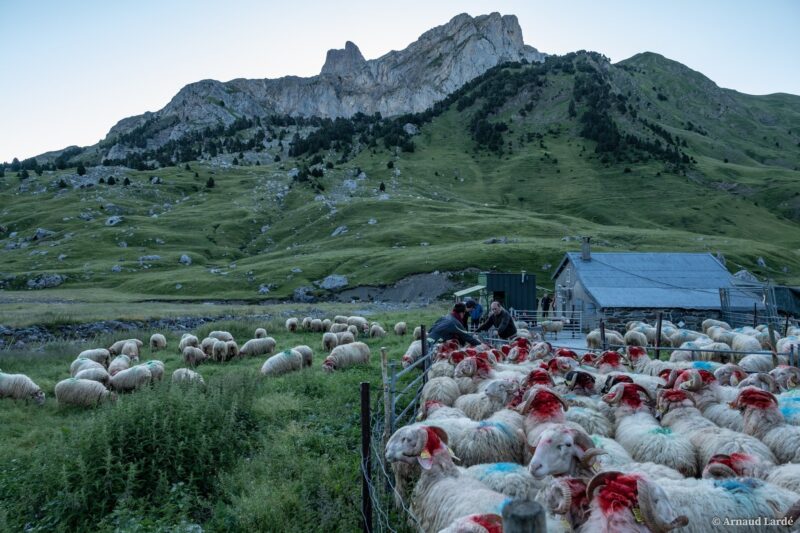 ferme saucet fromage brebis