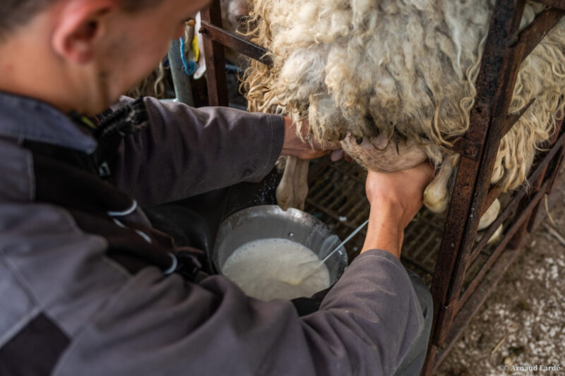 castaing producteur fromage laruns