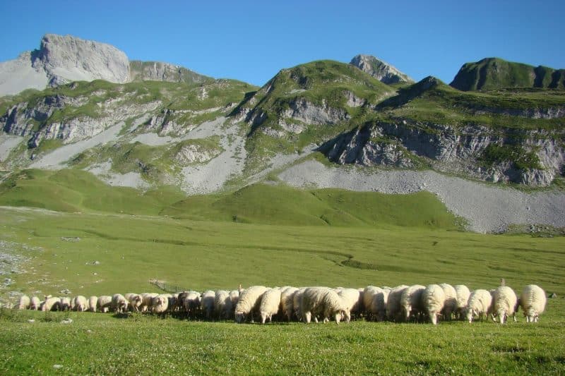 lous peyras fromage brebis