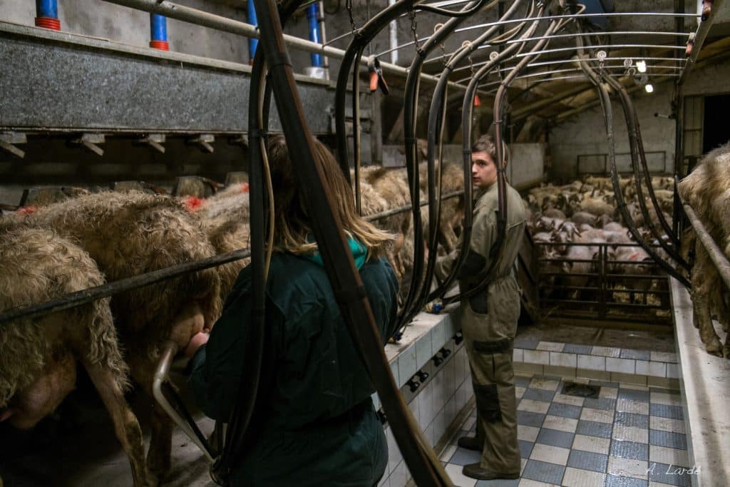 découvrir pastoralisme vie berger