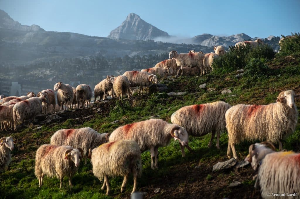 fromage transhumance